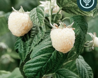 Snowbank Blackberry | Iceberg White Blackberry | Second-Year Fruiting