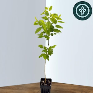 May include: A young jujube plant in a black square pot, set on a wooden coaster. The plant has a slender stem with vibrant green leaves. The image includes the text "Jujube GA-866" at the bottom, and a circular logo in the top right corner.