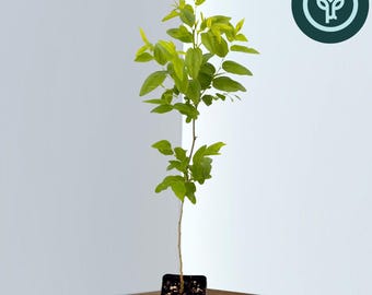 Jujube GA-866 in Tree Pot | Ziziphus jujuba / Chinese Red / Red Date | Own Root Plants from TC