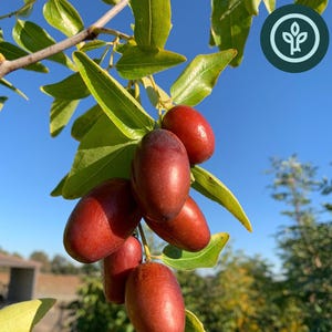 Árbol joven de azufaifo 'GA 866' de 5 a 10 pulgadas / Ziziphus jujuba / Rojo chino / Dátil rojo / Plantas de raíz propia de TC