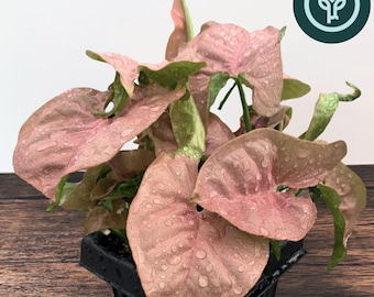 Pink Syngonium Starter Plants | Arrowhead Plant Plugs
