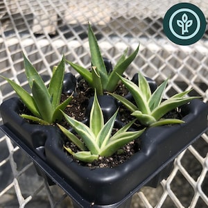 May include: A black plastic tray holds four small agave plants. The plants have green and white striped leaves. The text "Agave Variety Pack" is at the bottom of the image. The plants are on a metal grate.