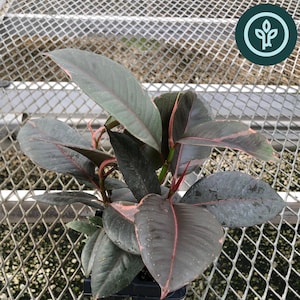 Plántulas de caucho rojo rubí / Paquete de 4 plantas de interior rosadas variegadas