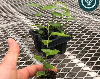 Jujube 'GA 866' Starter Tree 2-4 inch | Ziziphus jujuba / Chinese Red / Red Date | Own Root Plants from TC