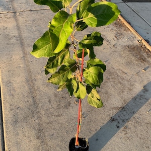Apple Trees  | Grow an Edible Landscape