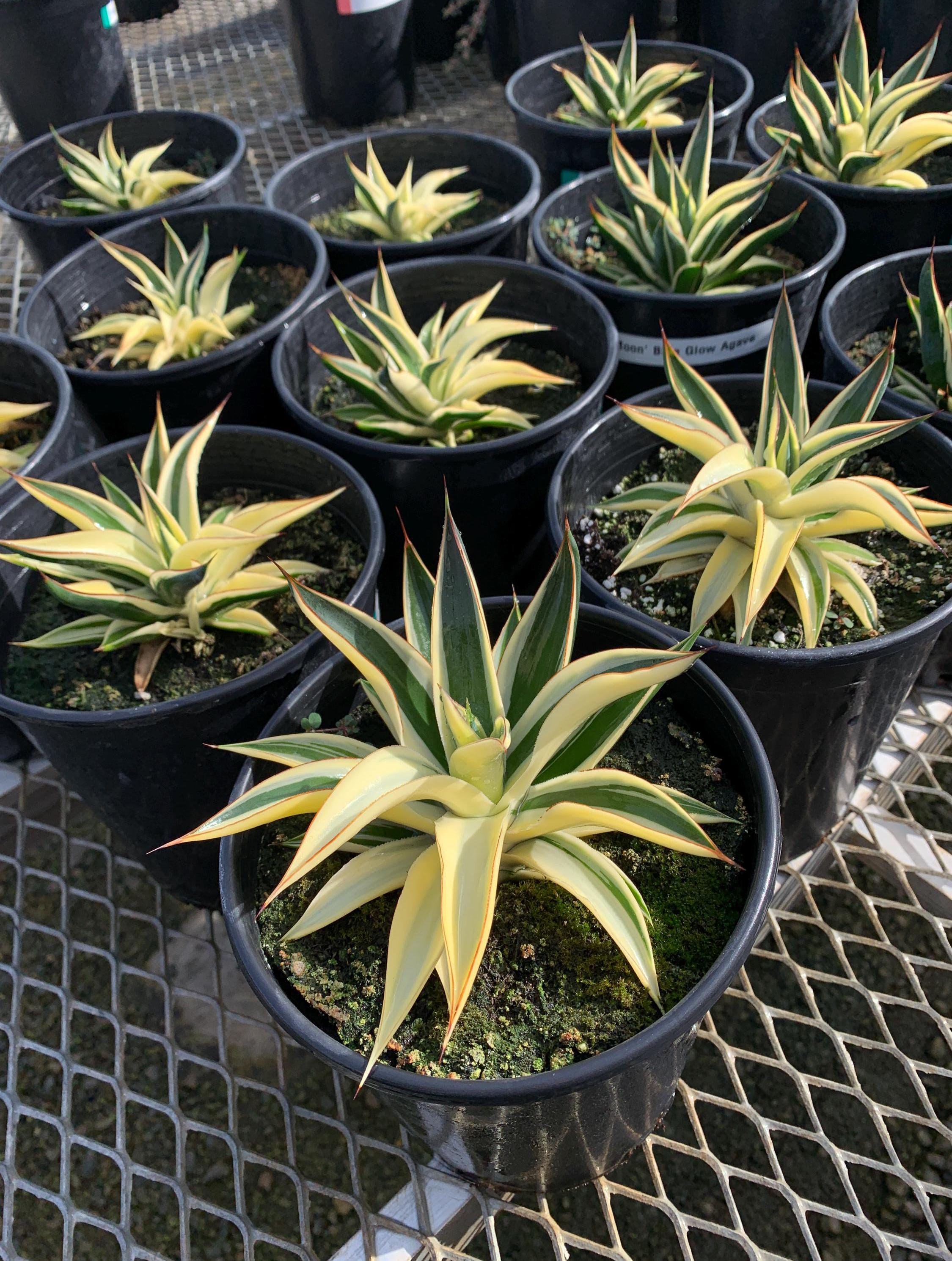Agave desmettiana Blue Moon ブルームーン 銀河旅人 アガベ|花 Agave desmettiana Blue Moon ブルームーン 銀河旅人 アガベ|花