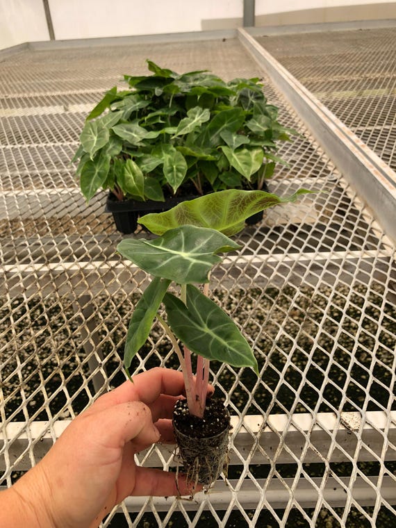 Pink Dragon Alocasia Rare Jewel Aroid Starter Plants | Plant Plugs - Etsy