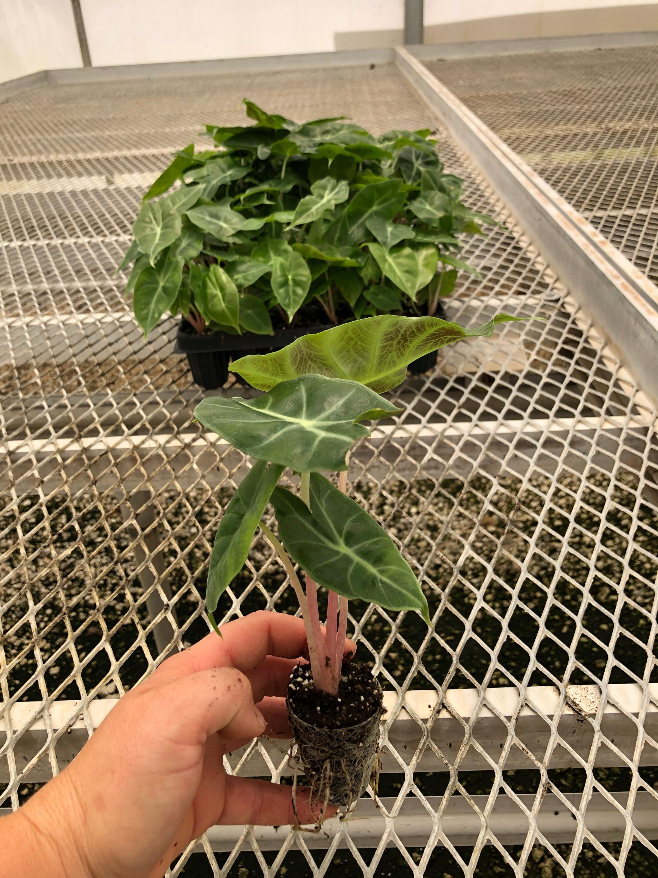 Pink Dragon Alocasia Rare Jewel Aroid Starter Plants | Plant Plugs