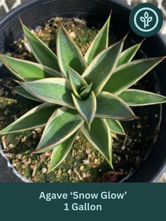 California Glow Variegated Blue Glow Agave 1 Gallon | Drought