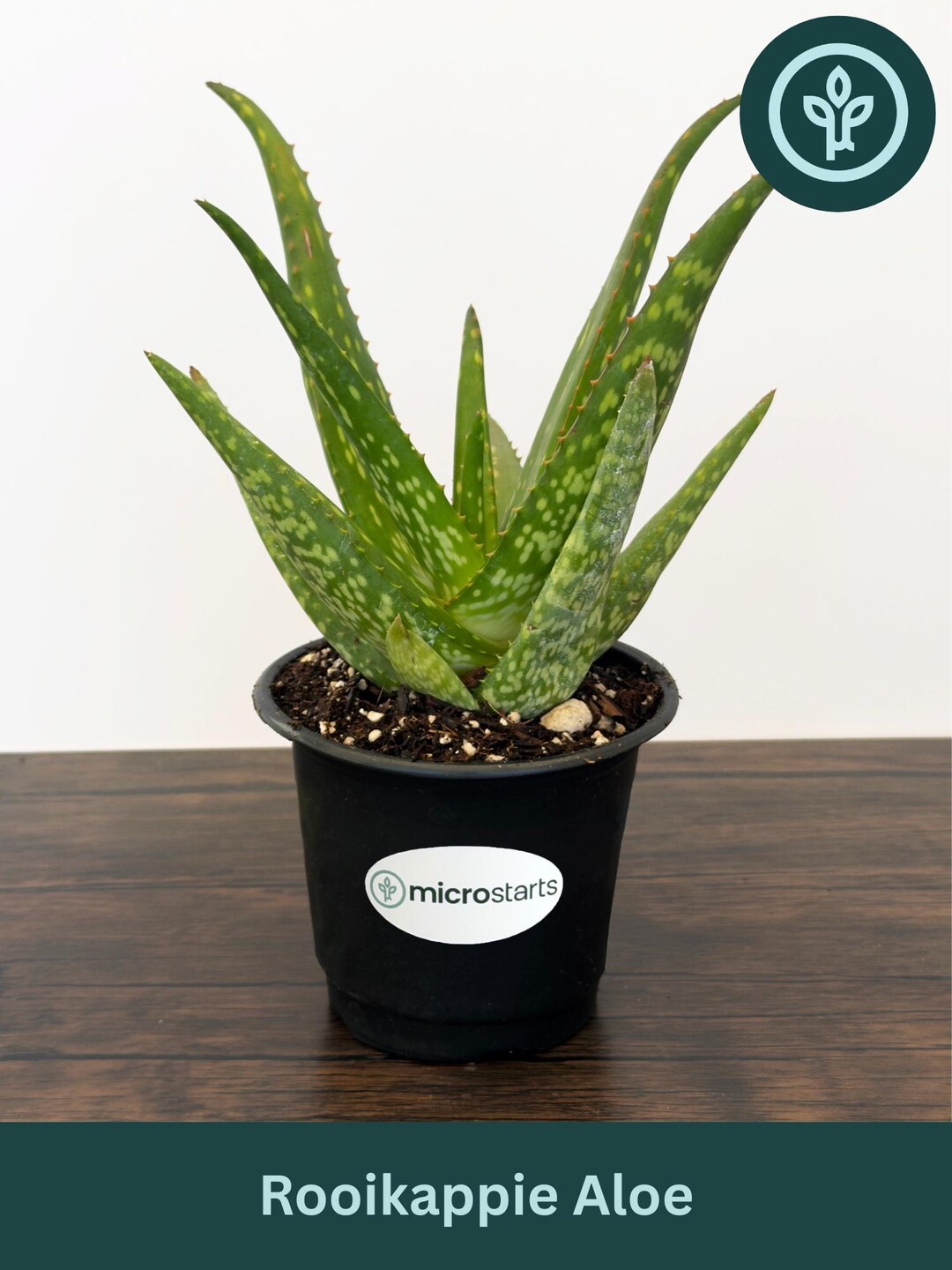 Rooikappie Aloe in 4 Inch Pots | Little Gem Aloe / Little Red Riding ...