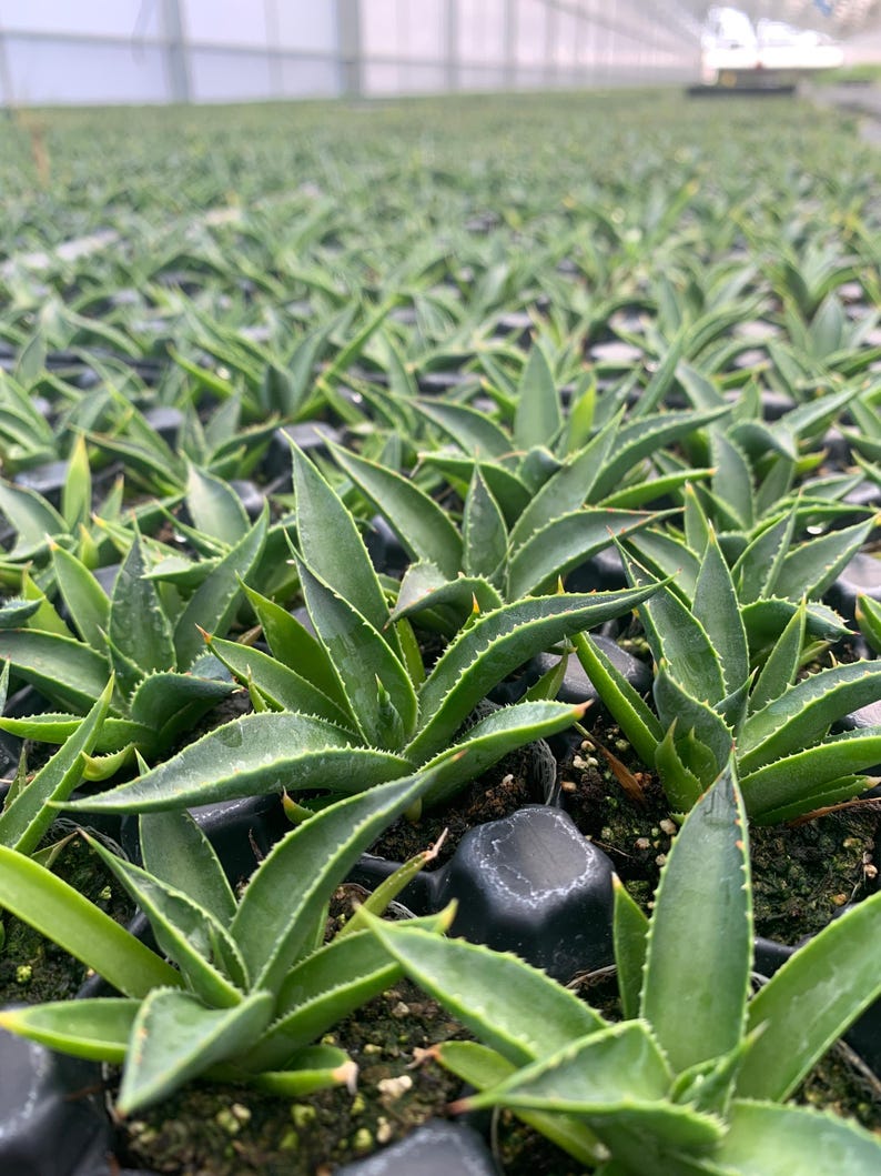 MicroStarts Agave Starter Plants - Thumbnail 4