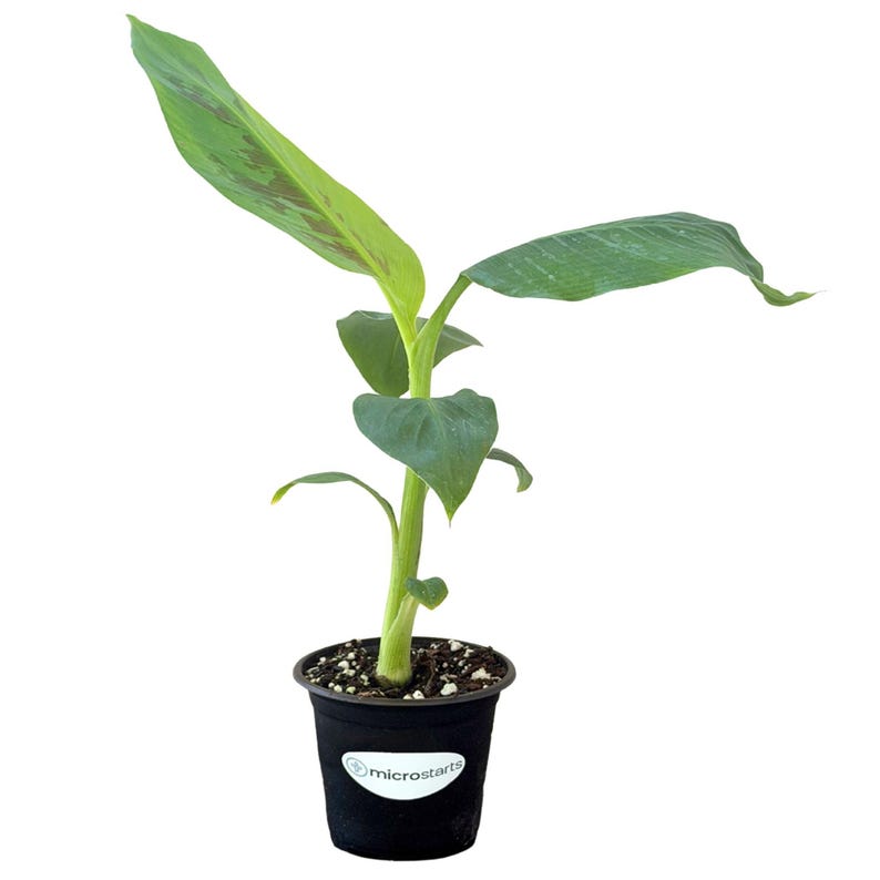 Dwarf Cavendish Banana Tissue Culture Trees in 4 inch pots | Musa acuminata | Grow Your Own Food 1 Plant