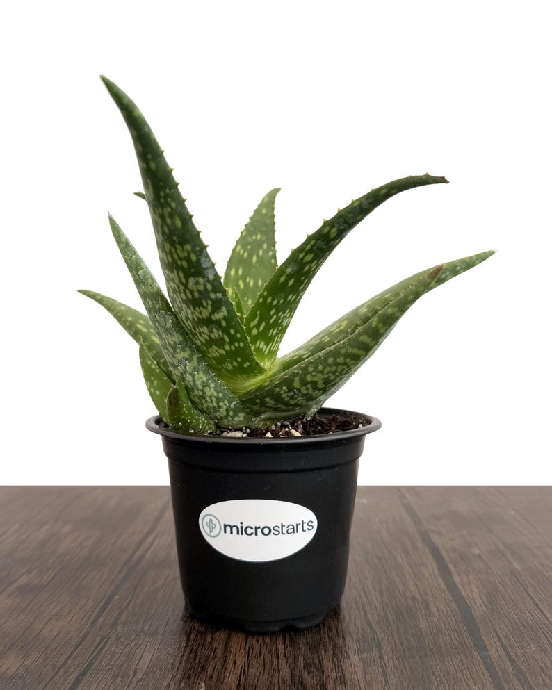 Rooikappie Aloe in 4 Inch Pots | Little Gem Aloe / Little Red Riding ...