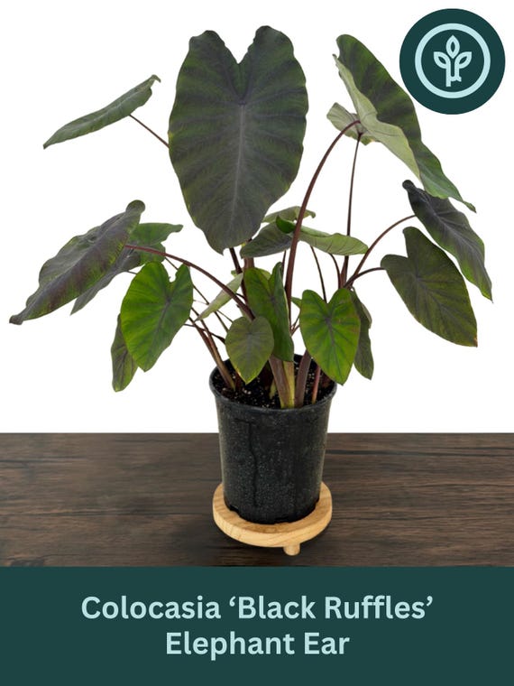 buy white pineapple plant White Jade Pineapple Plant | Easy Indoor Plant | PlantingTree.com main image 1