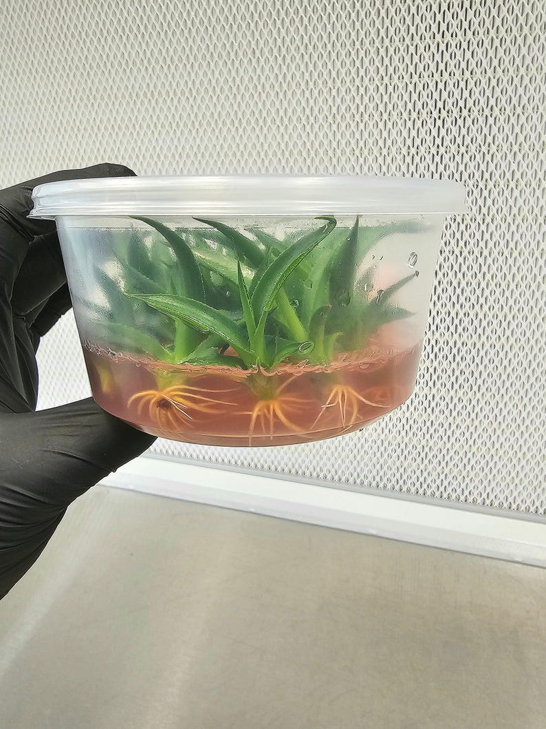 MicroStarts Agave Starter Plants - Thumbnail 3