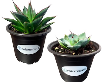 Blue Glow Agave & Artichoke Agave 2-Pack | Drought Tolerant Landscape Plants
