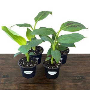 Dwarf Cavendish Banana Tissue Culture Trees in 4 inch pots | Musa acuminata | Grow Your Own Food image 6