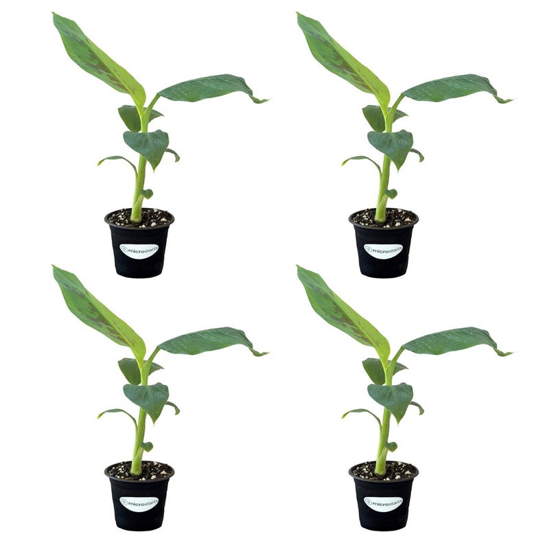 Dwarf Cavendish Banana Tissue Culture Trees in 4 inch pots | Musa acuminata | Grow Your Own Food 4-Pack