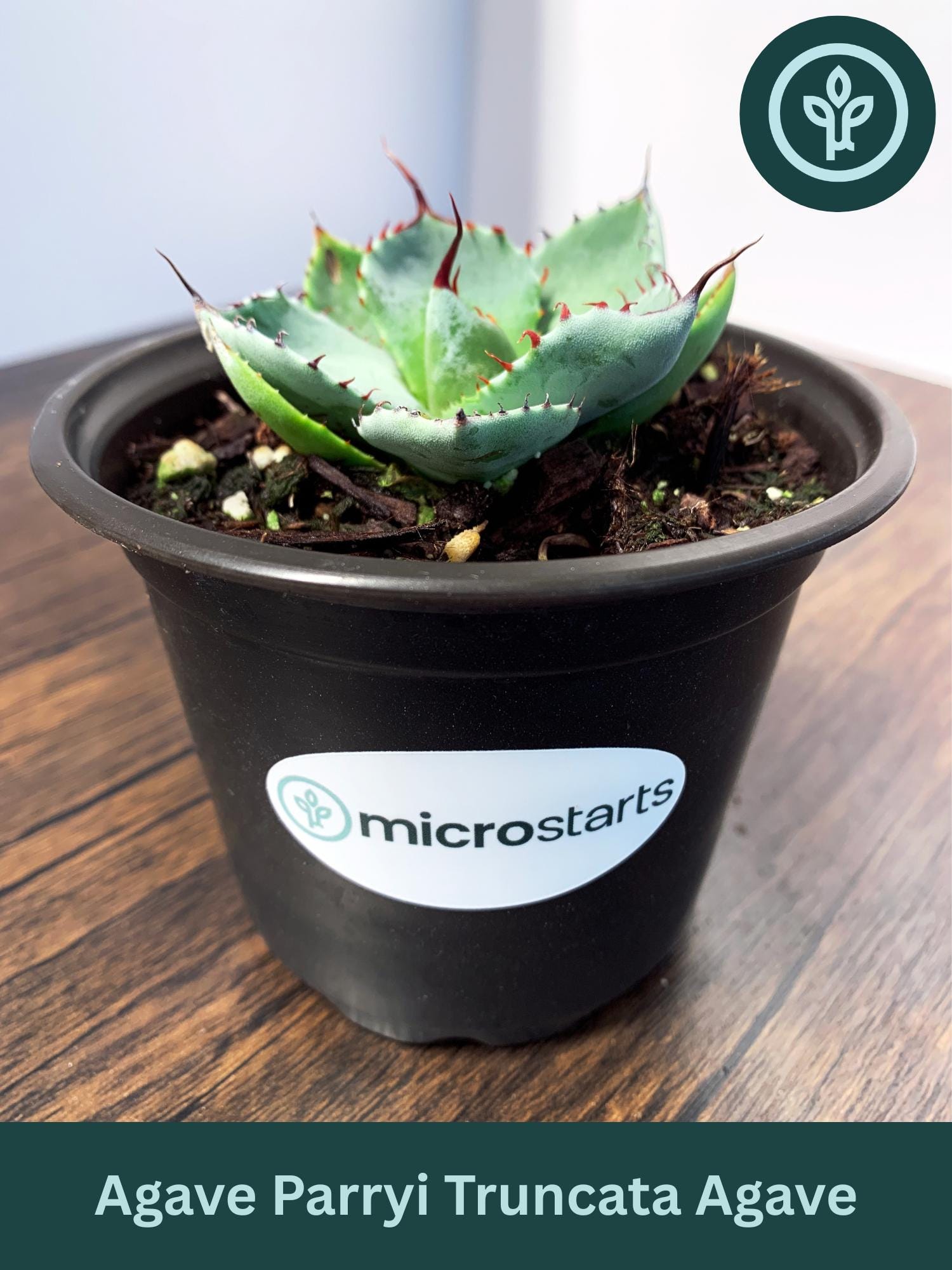 Agave Parryi Truncata in 4 Inch Pots | Artichoke Agave / Parry's