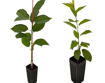 Stella Cherry & Lapins Cherry 2-Pack | Self-Fruitful Sweet Cherry Trees | Grafted Fruit Trees from Tissue Culture