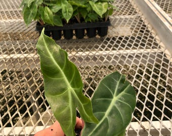 Pink Dragon Alocasia Rare Jewel Aroid Starter Plants | Plant Plugs