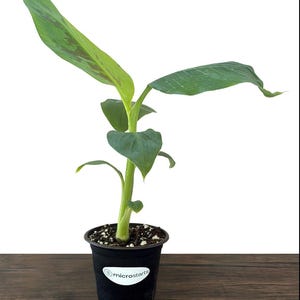 Dwarf Cavendish Banana Tissue Culture Trees in 4 inch pots | Musa acuminata | Grow Your Own Food image 2