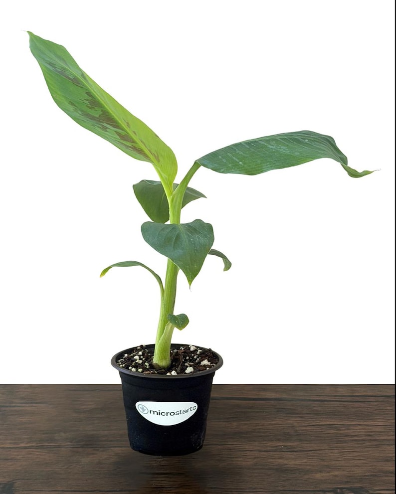 Dwarf Cavendish Banana Tissue Culture Trees in 4 inch pots | Musa acuminata | Grow Your Own Food image 2