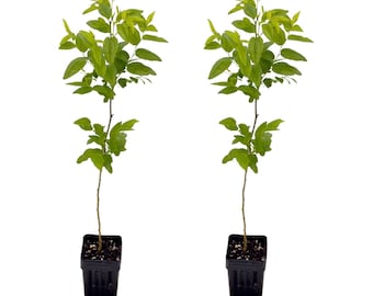 Jujube GA-866 2-Pack | Ziziphus jujuba / Chinese Red / Red Date | Own Root Plants from TC