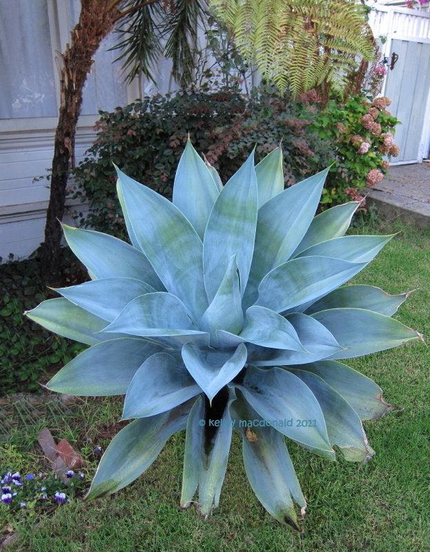 Agave 'boutin Blue' Starter Plants | Drought Tolerant Succulent Landscape  Plants From Tissue Culture - Etsy