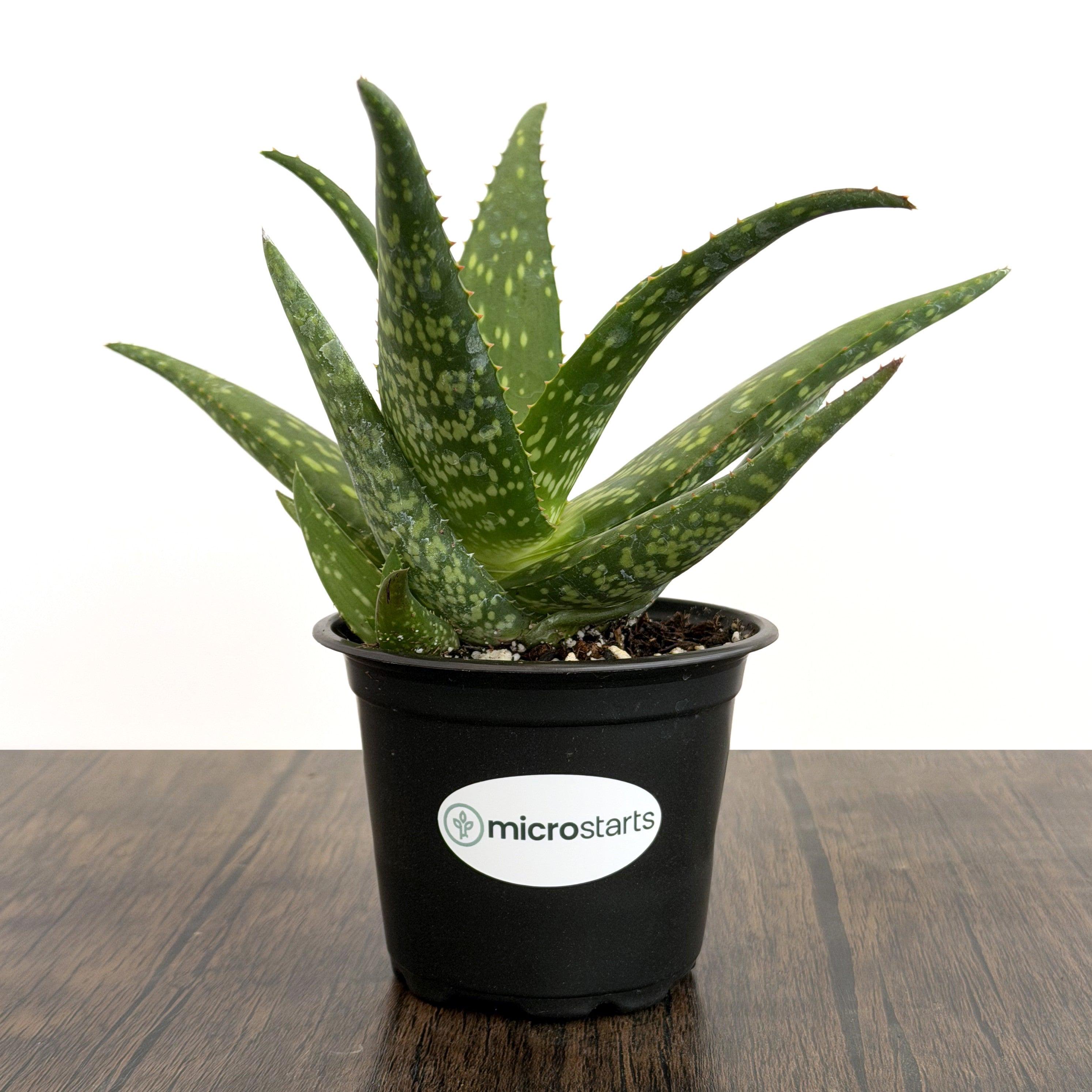 Rooikappie Aloe in 4 Inch Pots | Little Gem Aloe / Little Red Riding ...