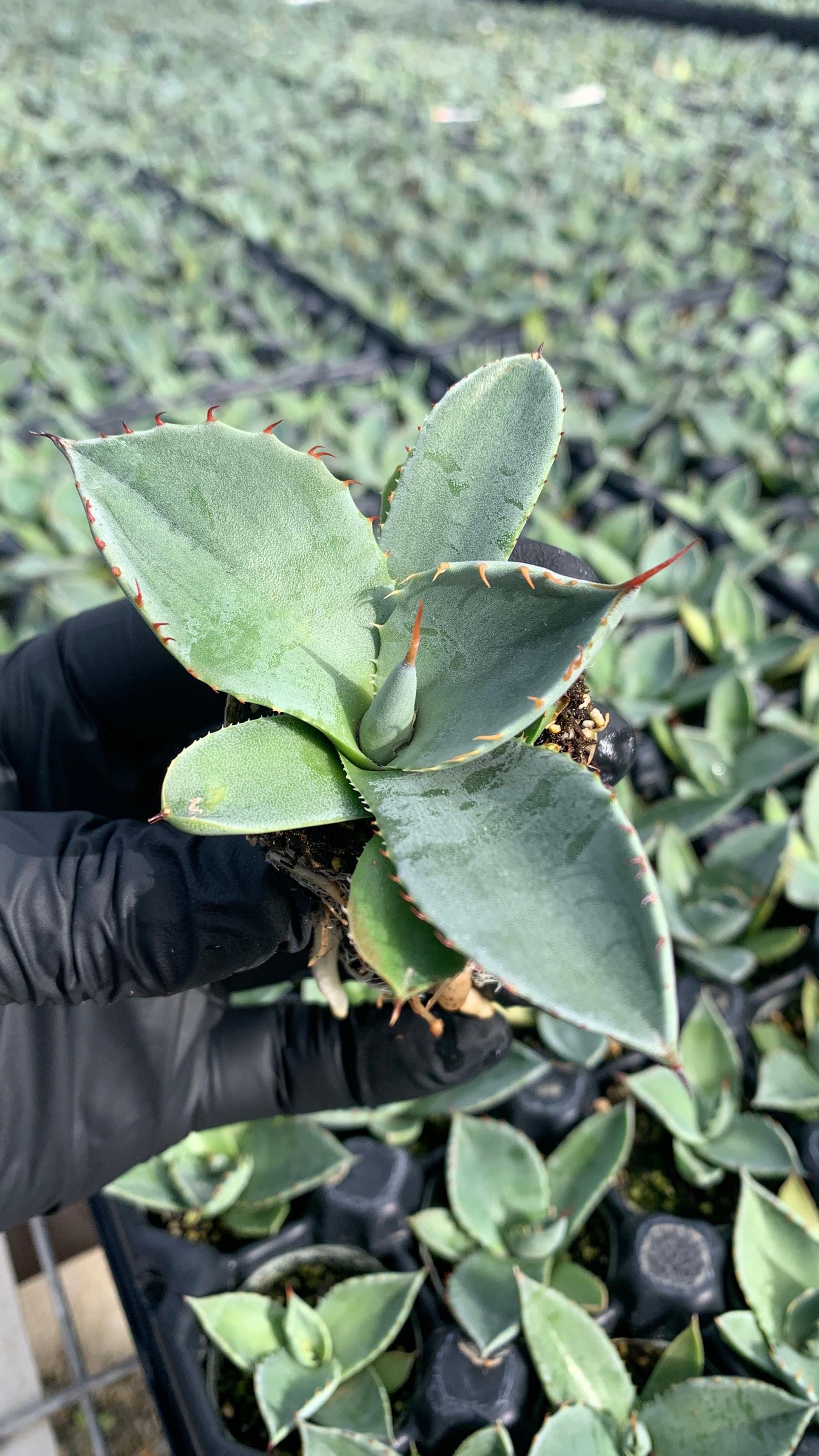 Agave Parryi Truncata | Artichoke Agave Starter Plant | Drought Tolerant  Succulent - Etsy