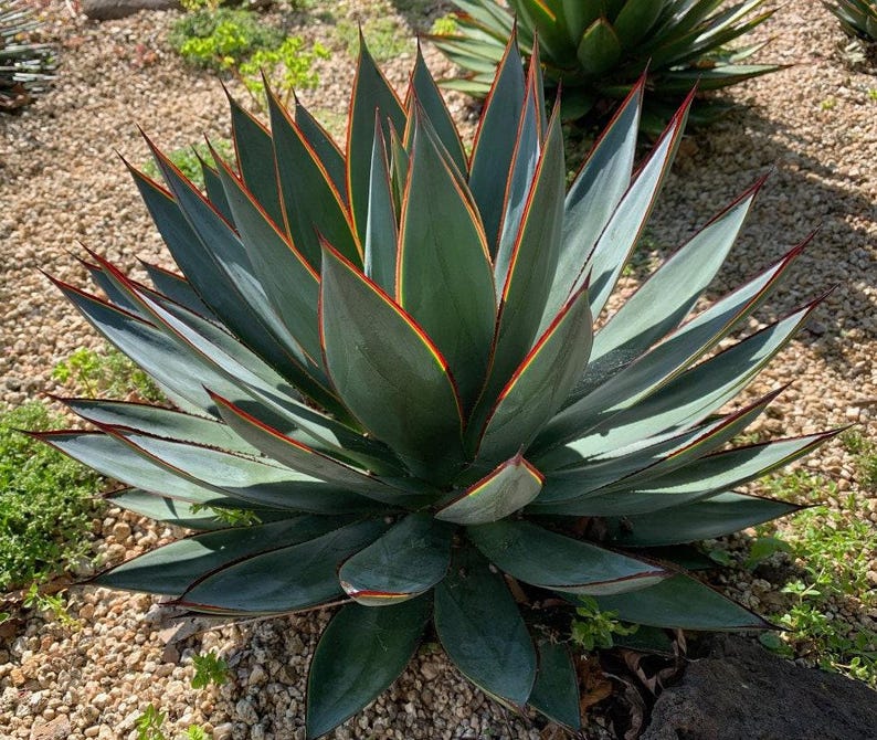 MicroStarts Agave Starter Plants - Thumbnail 2