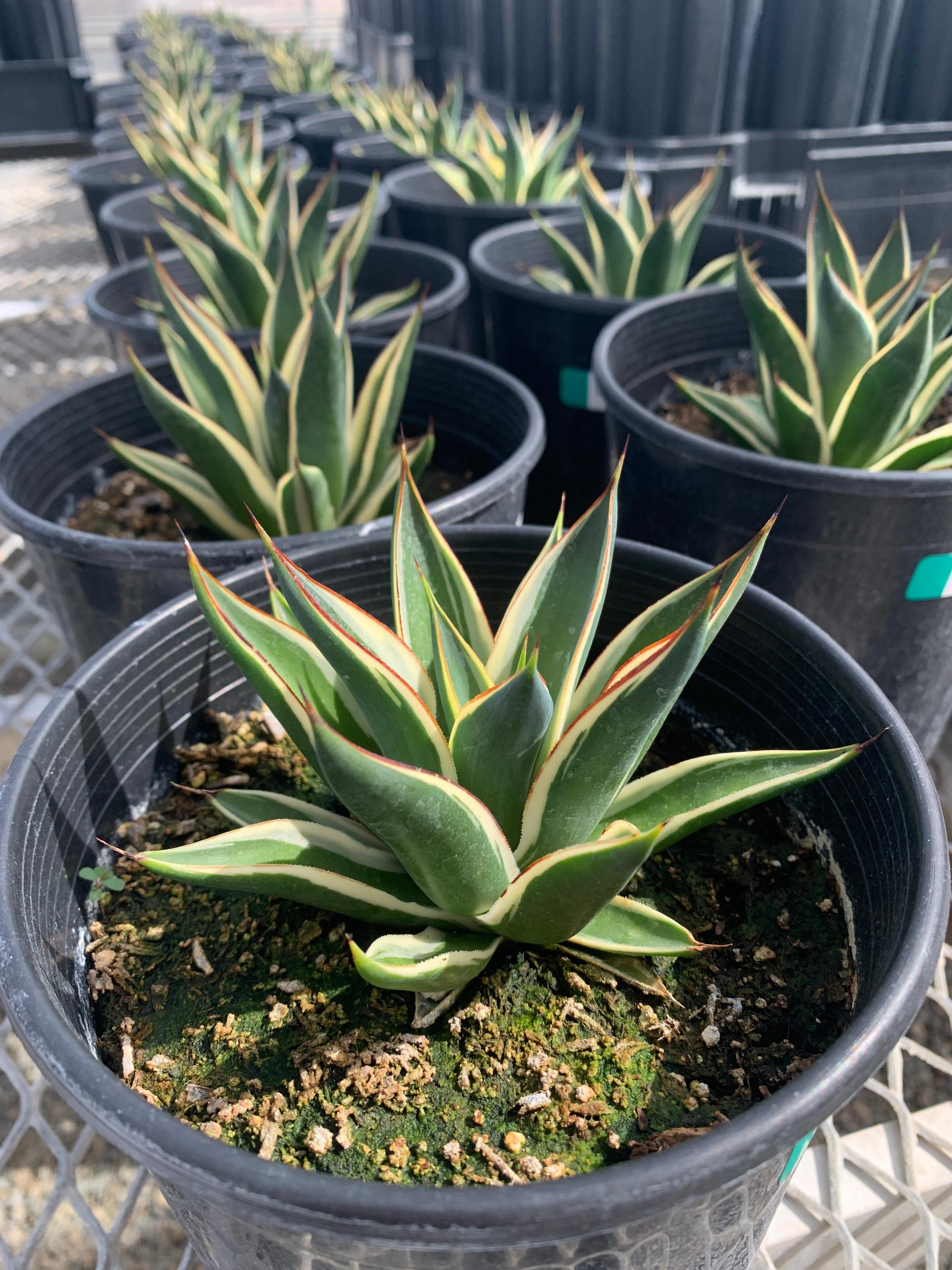 California Glow Variegated Blue Glow Agave 1 Gallon | Drought