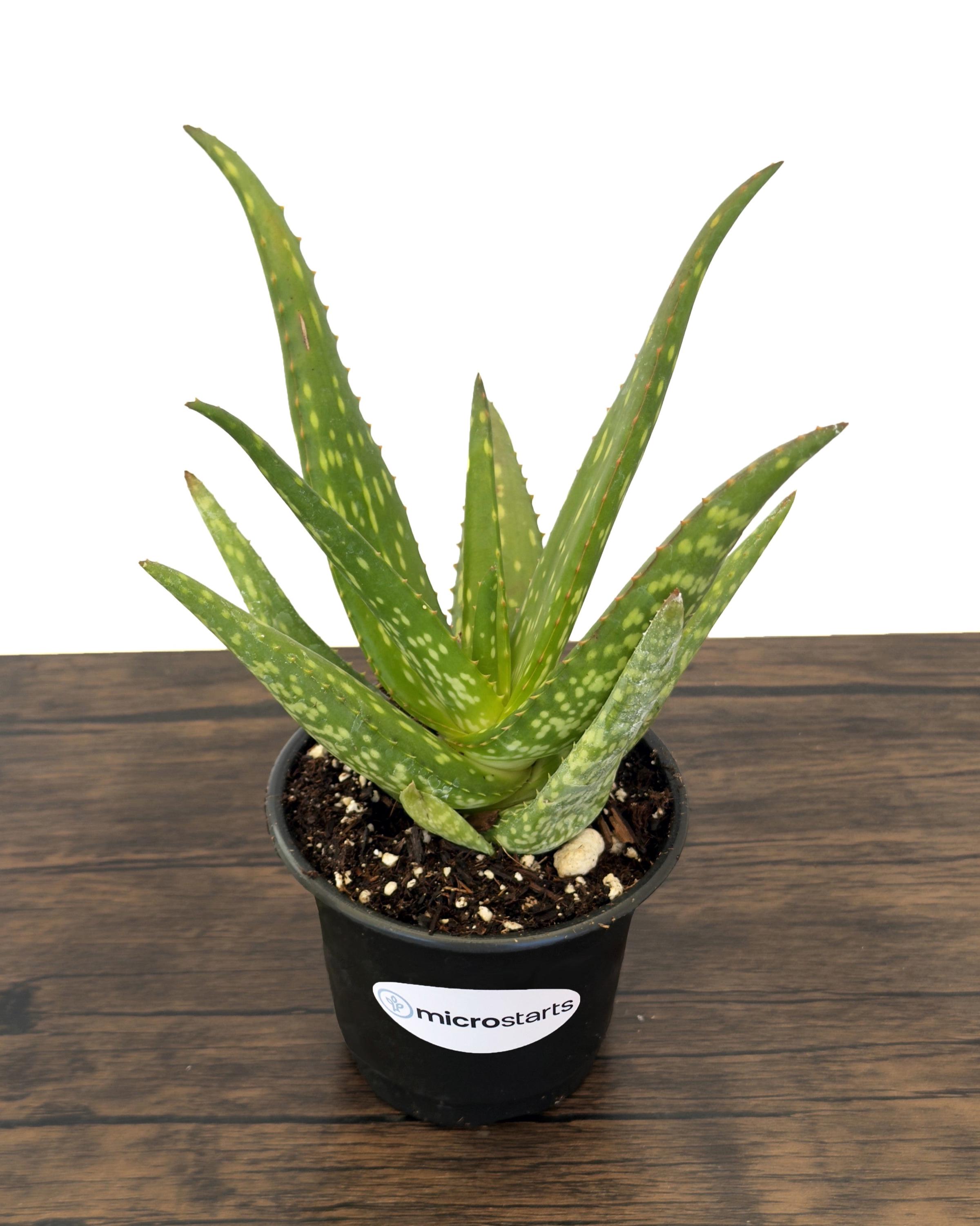 Rooikappie Aloe in 4 Inch Pots | Little Gem Aloe / Little Red Riding ...
