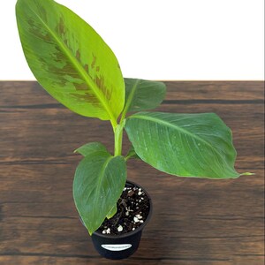 Dwarf Cavendish Banana Tissue Culture Trees in 4 inch pots | Musa acuminata | Grow Your Own Food image 5