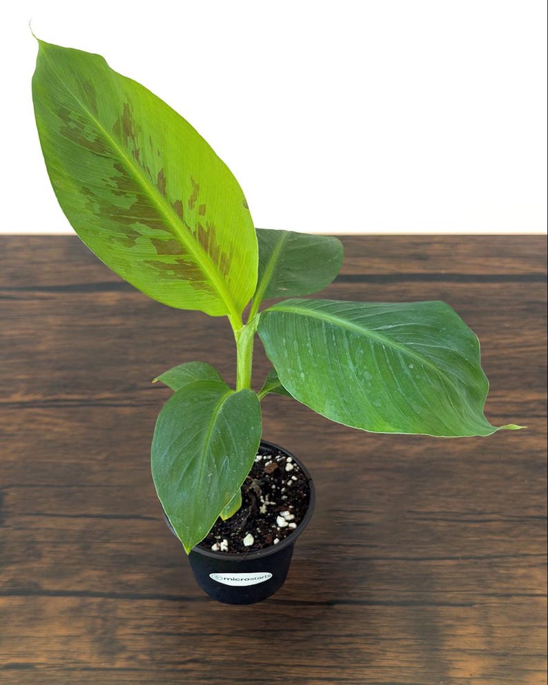 Dwarf Cavendish Banana Tissue Culture Trees in 4 inch pots | Musa acuminata | Grow Your Own Food image 5