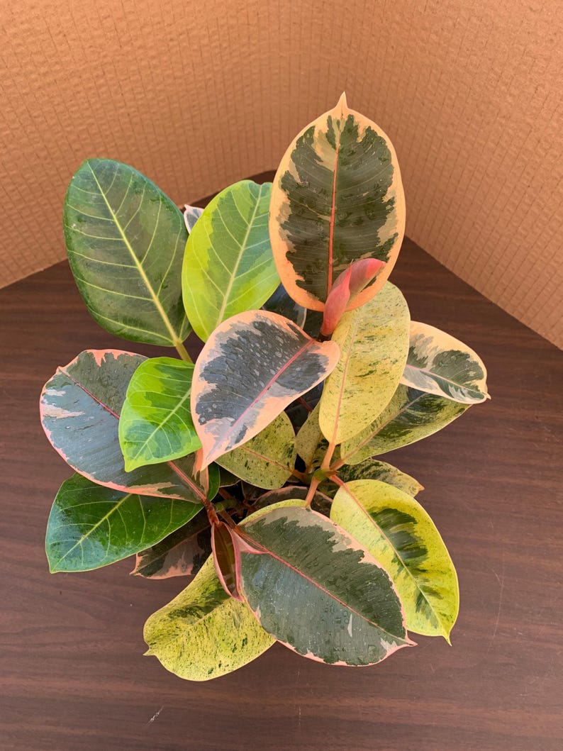 Variegated Ficus Variety Pack: Tineke, Ruby, and Shivereana Rubber ...