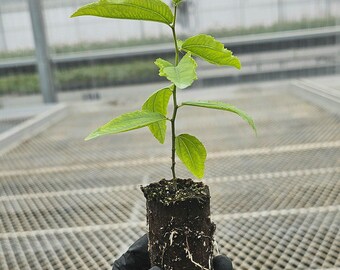 4-pack: Jujube GA866 Starter Trees A.K.A. Ziziphus Jujuba