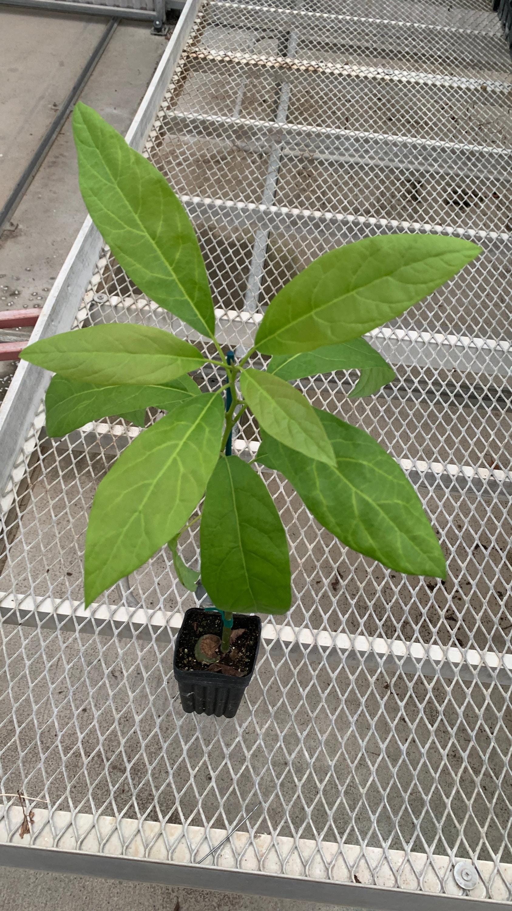 Avocado Tree Seedlings - Etsy, image size:1687x3000