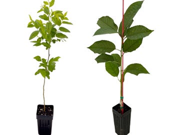 Jujube GA-866 & Stella Cherry Tree 2-Pack | Ziziphus jujuba / Chinese Red / Red Date, Sweet Cherry | Own Root Plants from TC