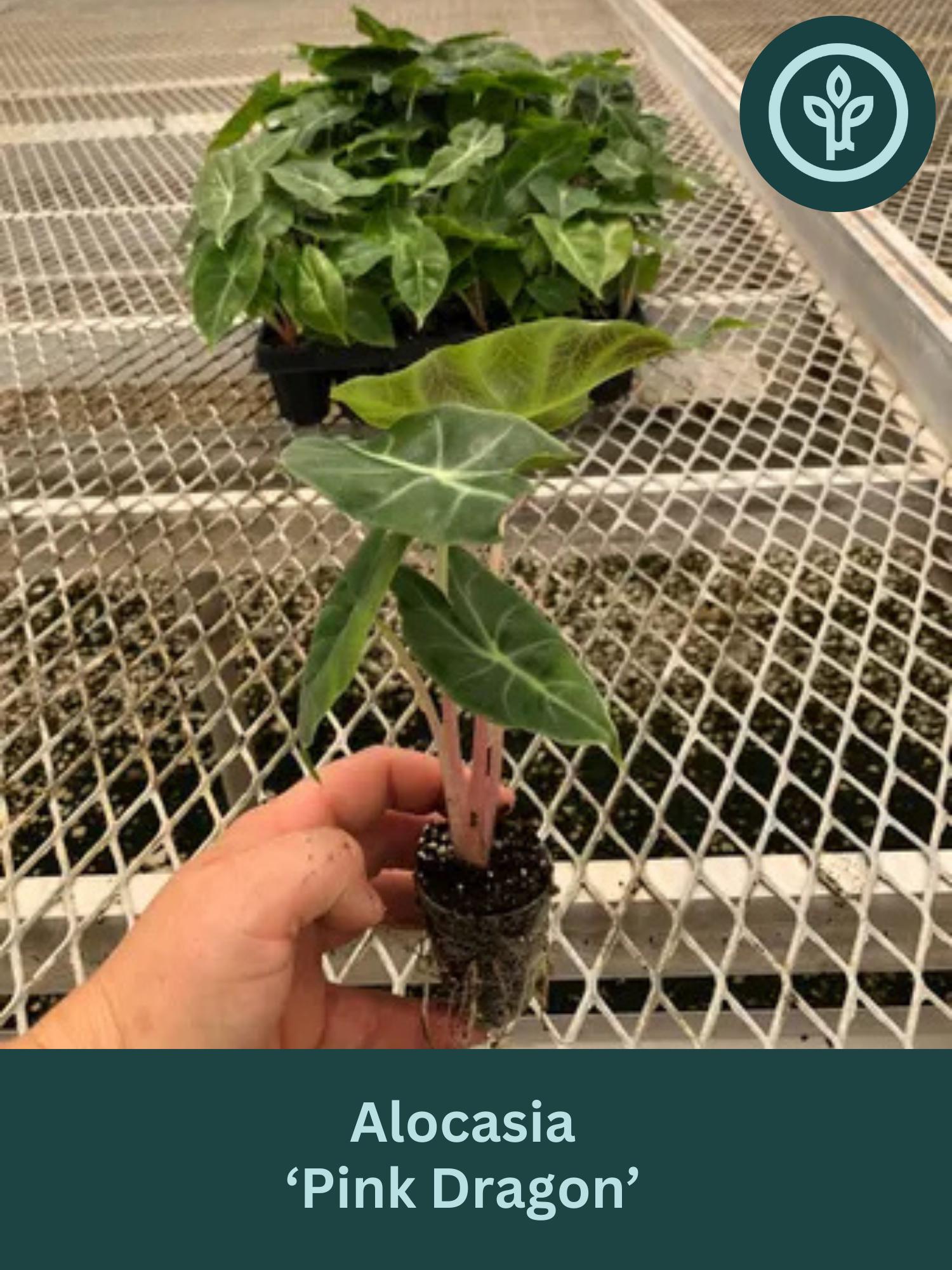 Pink Dragon Alocasia Rare Jewel Aroid Starter Plants | Plant Plugs