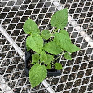 Dwarf Everbearing Mulberry - Morus nigra - Starter Plants
