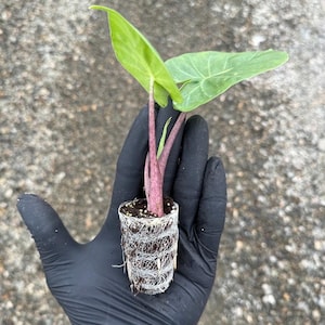 Rare Alocasia 'Imperial Red' Elephant Ear Plant | Houseplant or Tropical Landscape Plant