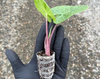 Rare Alocasia 'Imperial Red' Elephant Ear Plant | Houseplant or Tropical Landscape Plant