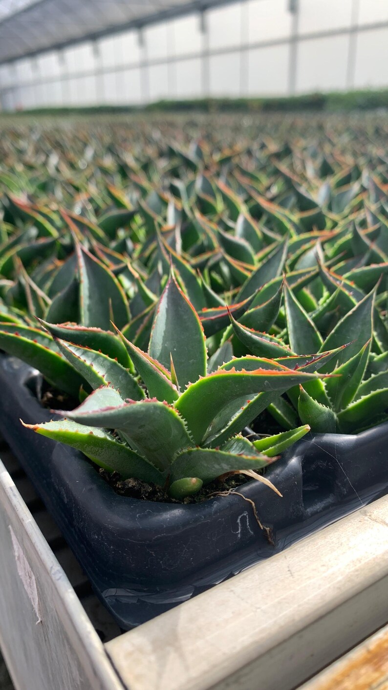 MicroStarts Agave Starter Plants - Thumbnail 5
