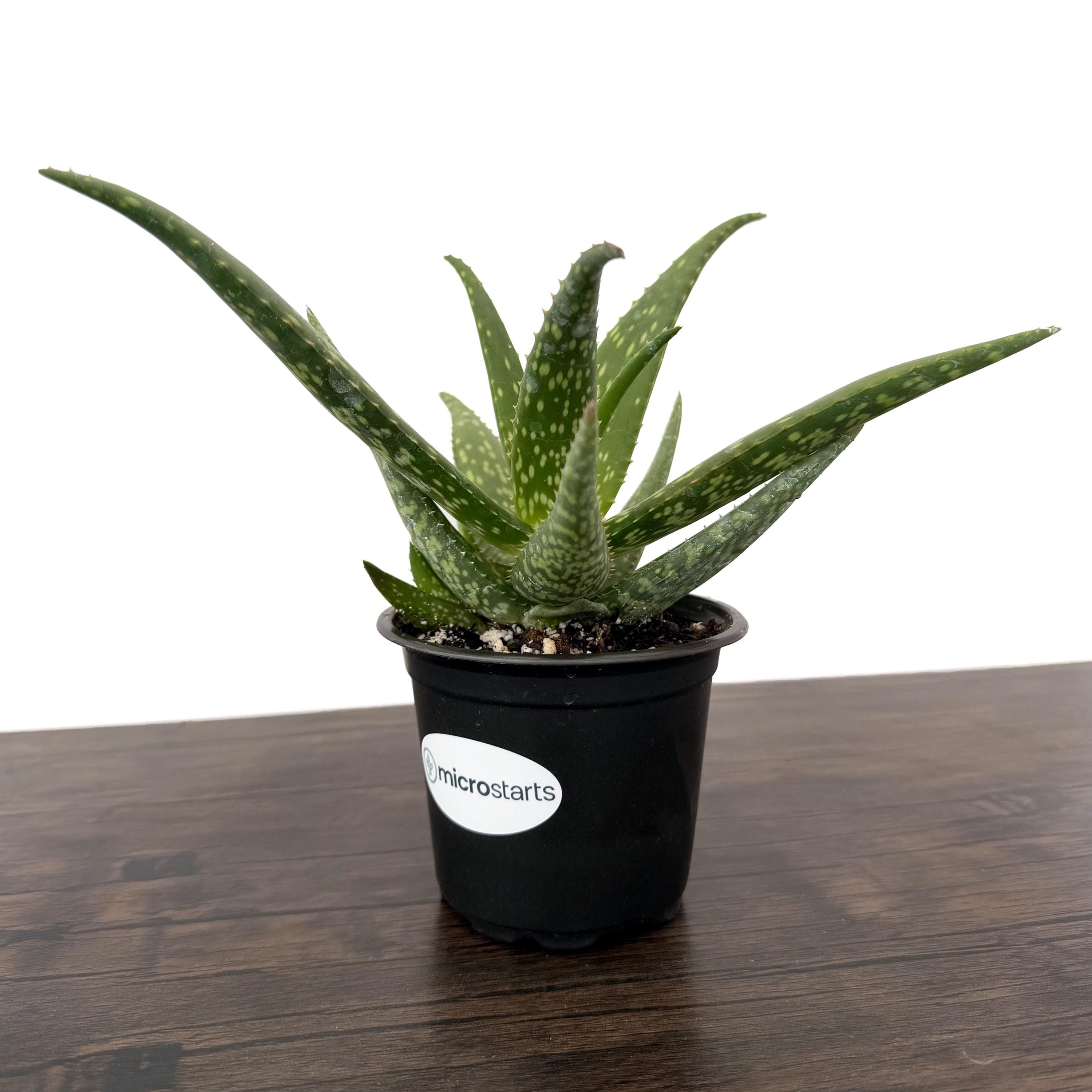 Rooikappie Aloe in 4 Inch Pots | Little Gem Aloe / Little Red Riding ...