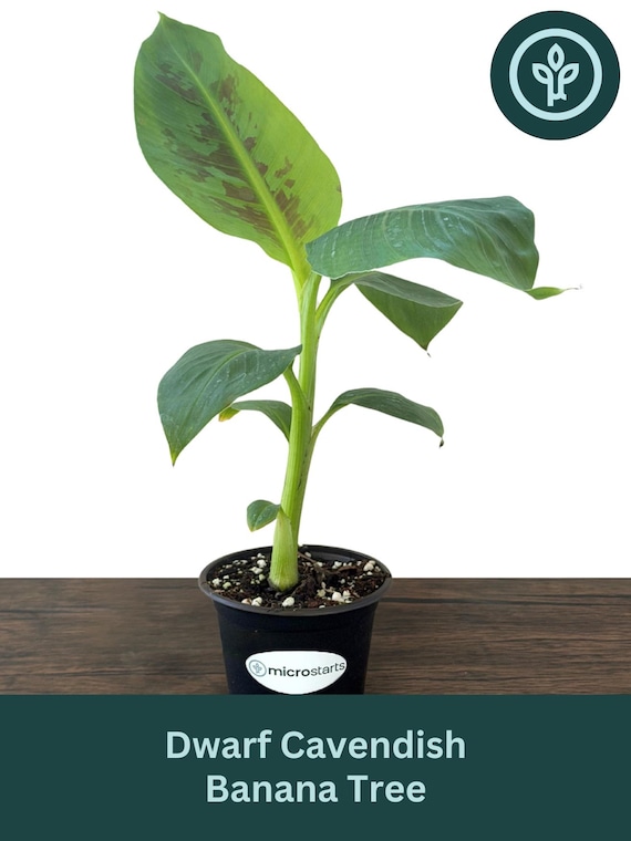 Dwarf Cavendish Banana Tissue Culture Trees in 4 inch pots | Musa acuminata | Grow Your Own Food