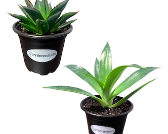 Blue Glow Agave & Blue Flame Agave Value Pack