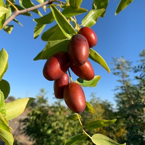 Jujube 'GA 866' Starter Tree 5-10"  |  Chinese Red Date | Own Root Plants from TC