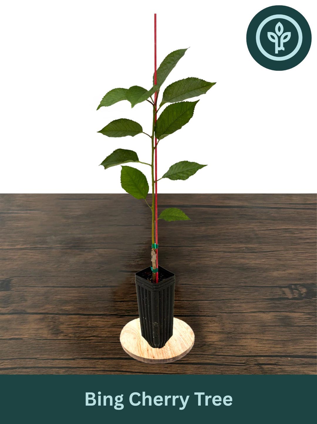 Bing Cherry Tree in Tree Pot | Sweet Cherry Tree | Grafted Fruit Tree ...